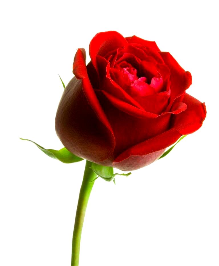 gambar bunga mawar 33