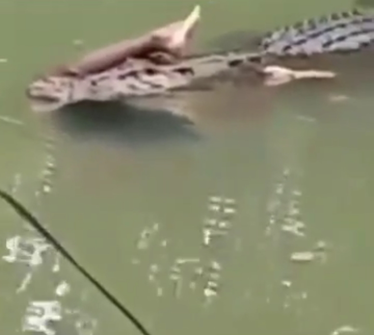 Alligator Eats Man For Lunch!! [VIDEO] | Street Certified News