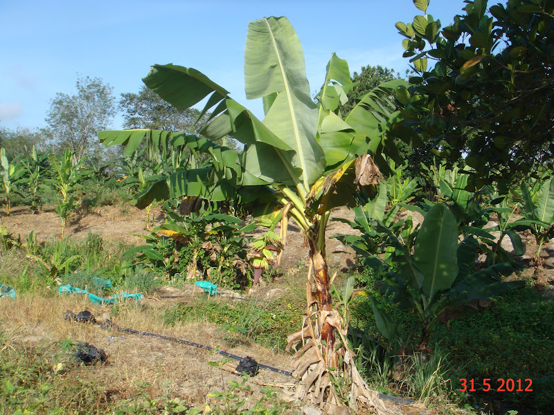 Experimental Farming Papaya Farm