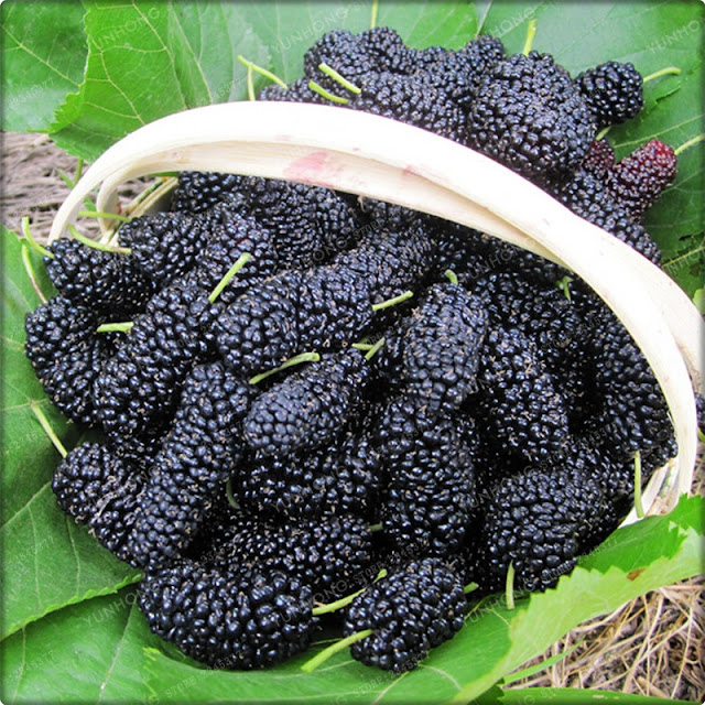 Containers Growing Mulberry (How to Grow Mulberry Tree in a Pot