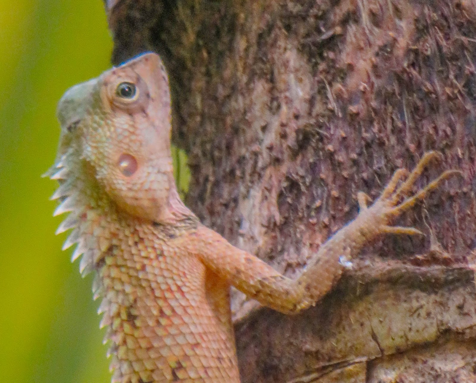 Cannundrums Oriental Garden Lizard