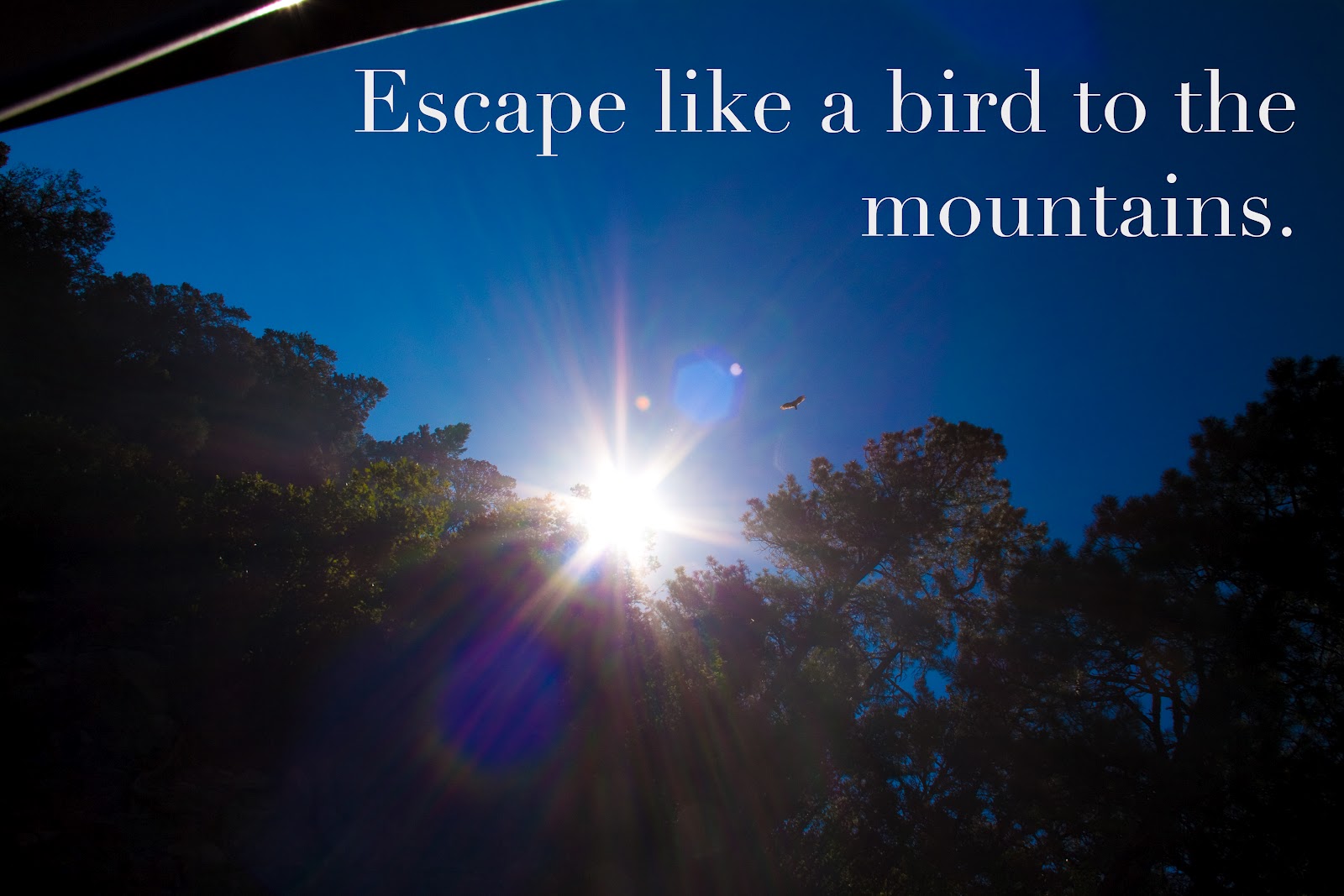 the-gratitude-project-psalm-1-36