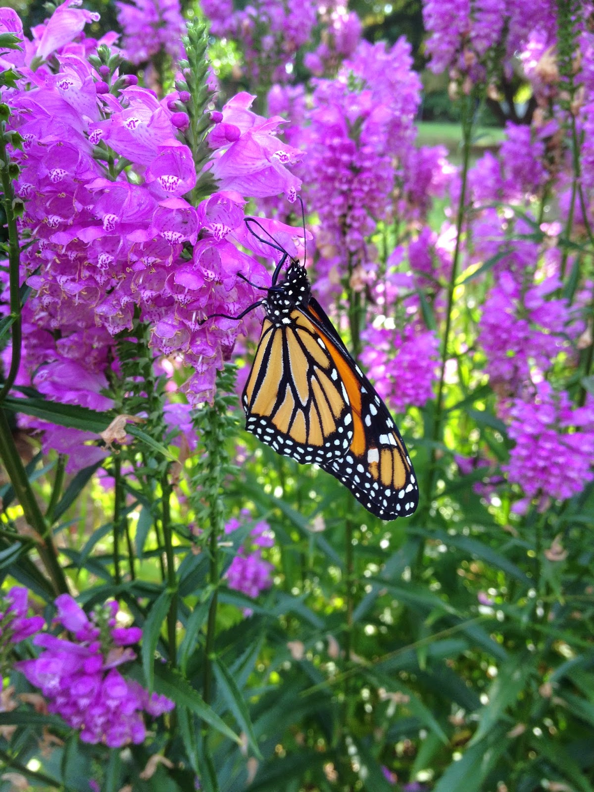 How to Raise Monarch Butterflies A Basic Guide The Jersey Momma