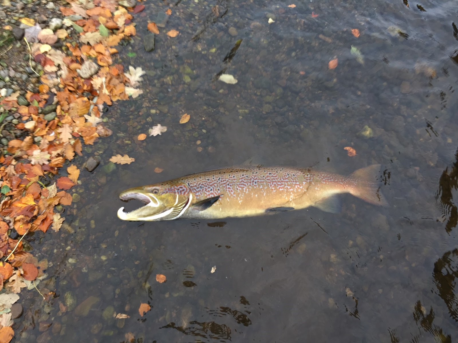 Dee & Don Salmon Fishing Manar River Don