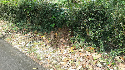 what is it in salatiga? guess what you could find in this photo?