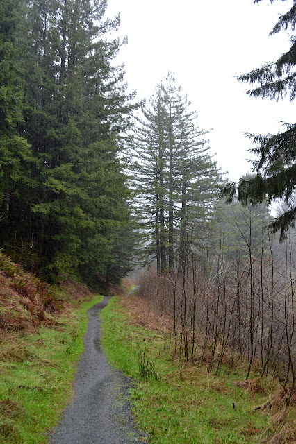 gravel path and redwoods