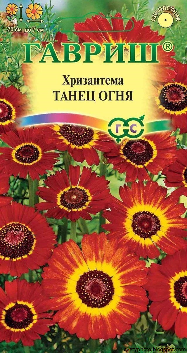 Каталог Семян Цветов С Фото И Названиями