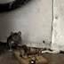 Vídeo da Semana: Rato VS Ratoeira