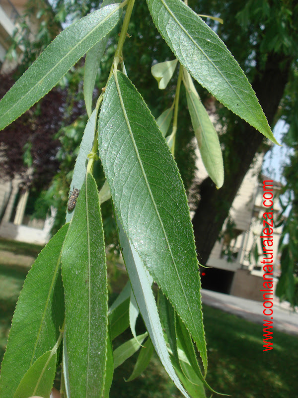 Flora urbana de Getafe Sauce llorón