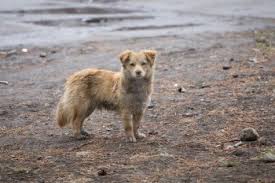 stray dog new buffalo stray dog new buffalo