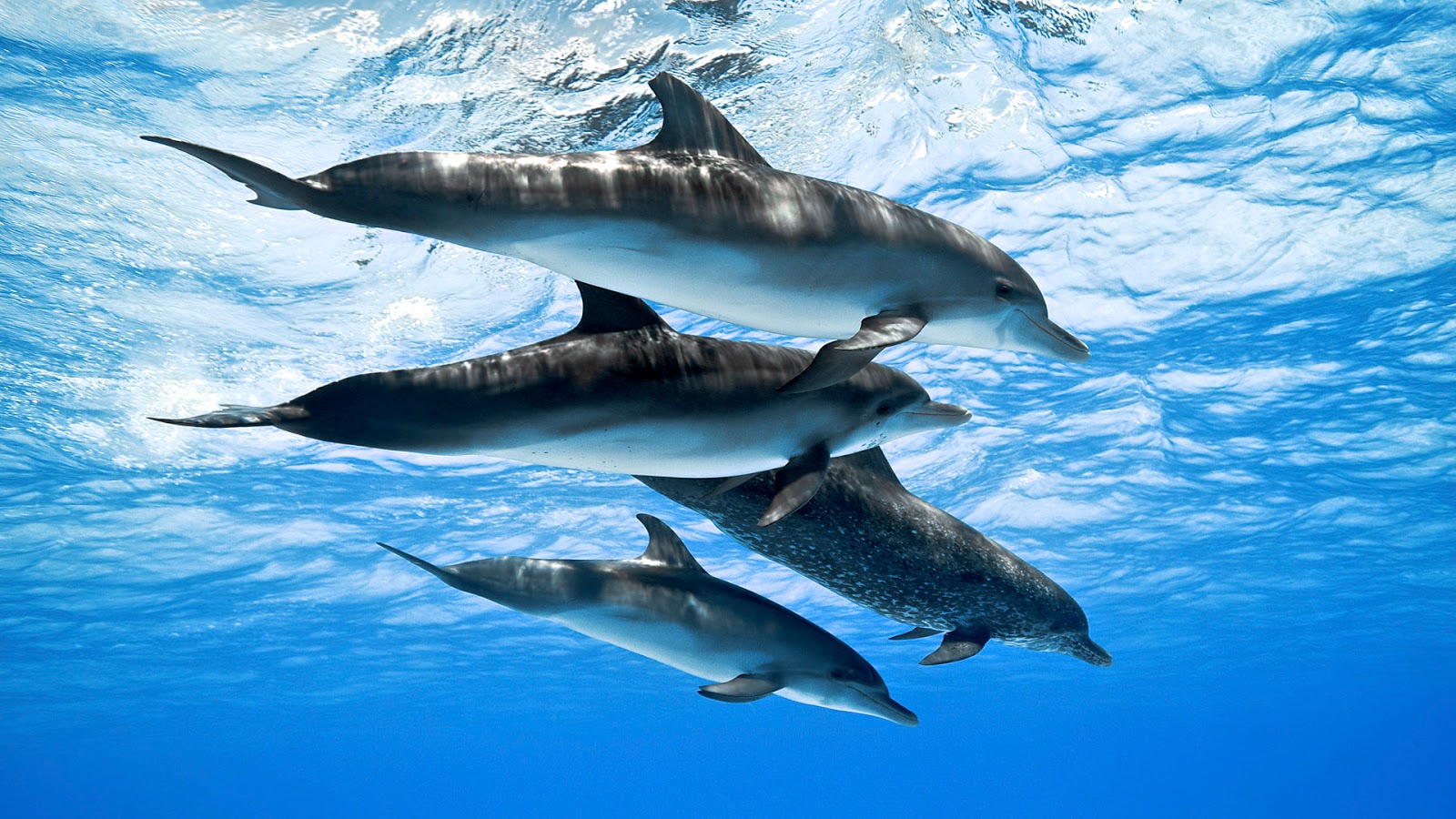 Fish Wallpapers Fish Wallpapers