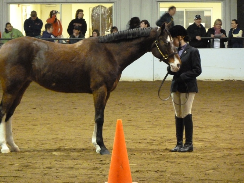 Sonshine Saddlery Showmanship English