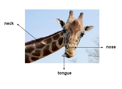Parts Of A Giraffe