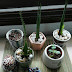 Growing Succulents and Some Basic Supplies for Planting them in Containers 