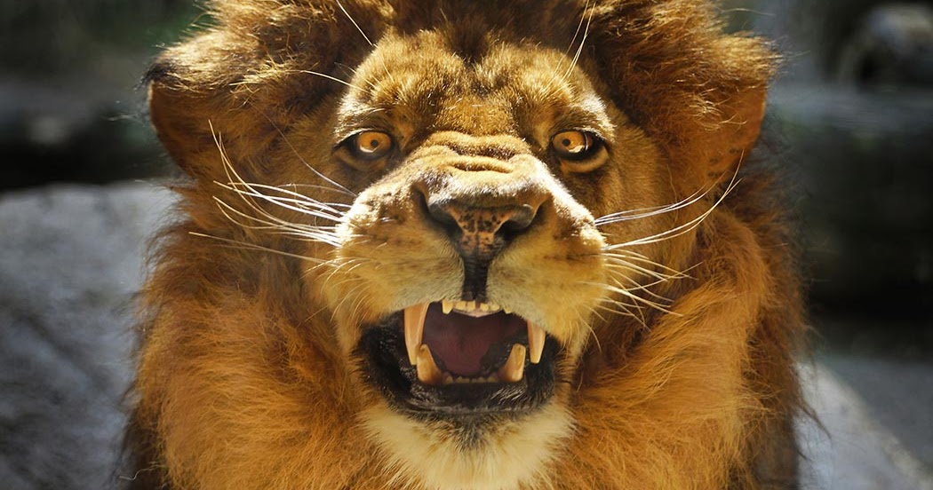 EXTREME Big Cat Hunt fierce ⇵ Most Amazing Wild Animal Fights