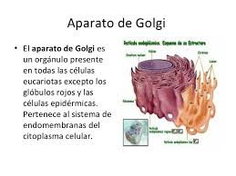 Aparato De Golgi