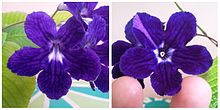 Flower, violet