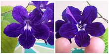 Flower, violet Flower, violet