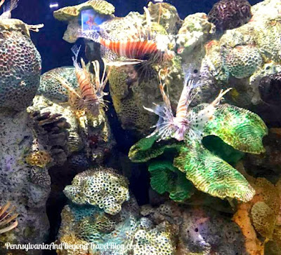 Adventure Aquarium in Camden New Jersey
