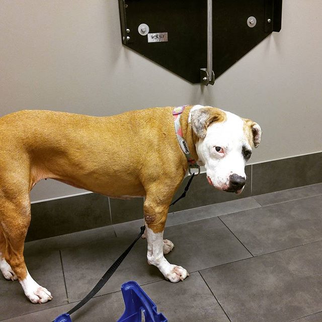 The Time My Dog Cut Her Tongue Pawsitively Pets