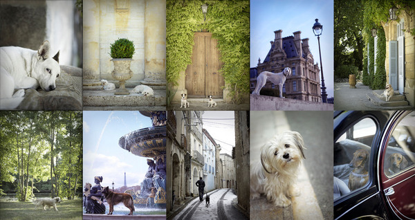 Dog Lovers Book Club - The French Dog photography book composite image