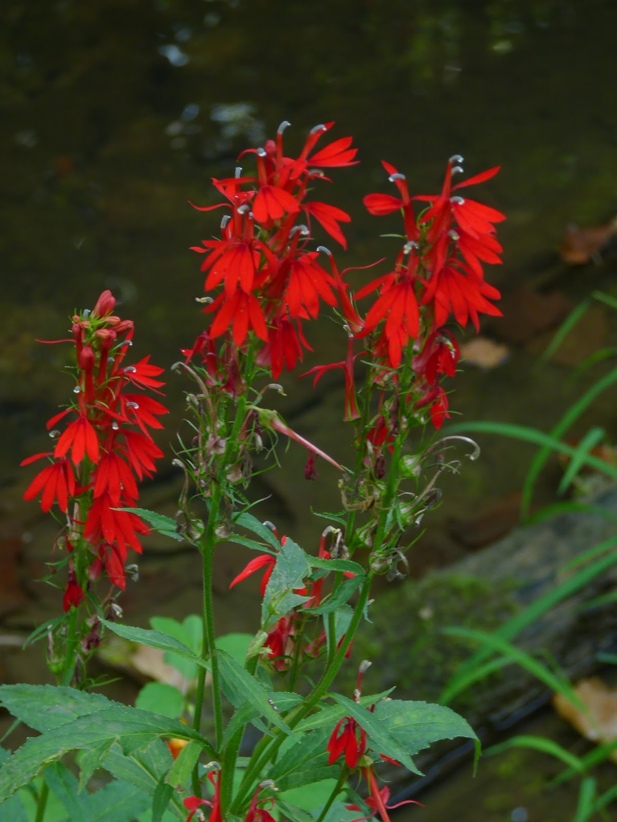 Granny Sue's News and Reviews Stopping by Brier Creek Cardinal Flower