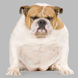 fat mean-looking dog