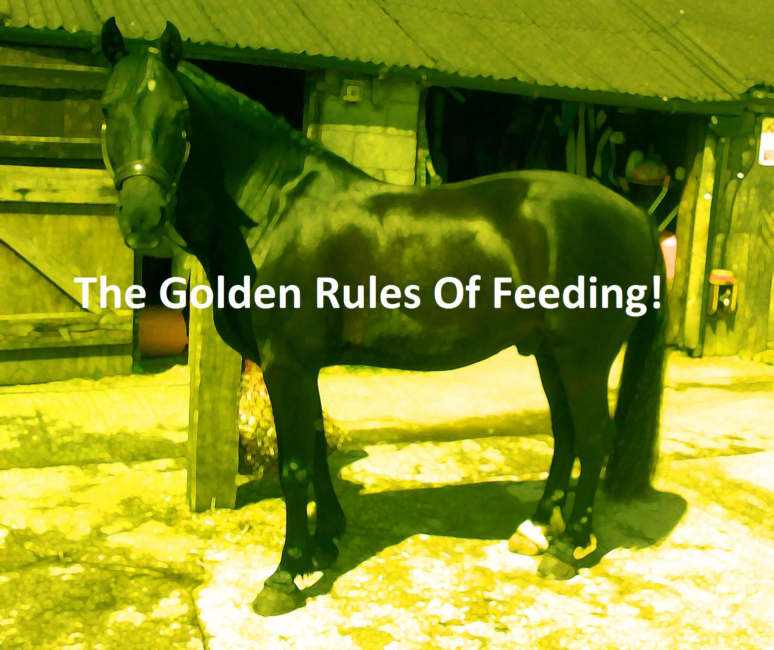 The Horse Talker The Golden Rules Of Feeding