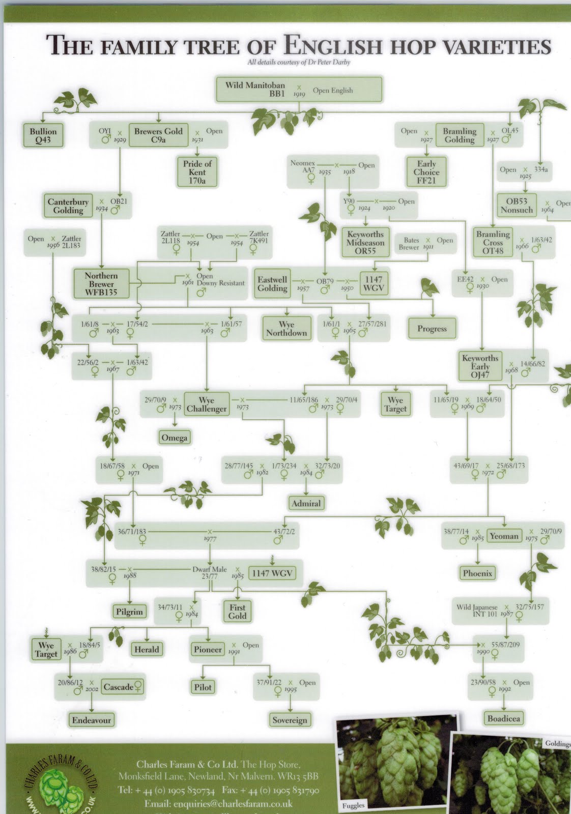 family tree of English hops