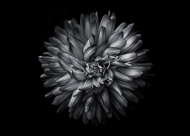 Backyard Flowers In Black And White 20 by The Learning Curve Photography