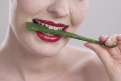 lidah buaya untuk bibir merah lidah membuat bibir merah