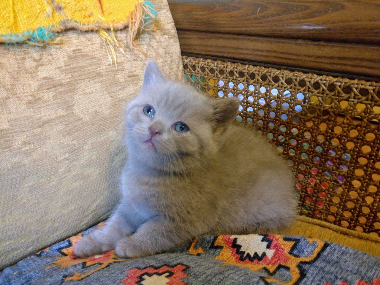 Kuwait Cats And Kittens Sales And Adoption Kuwait Kittens And Cats