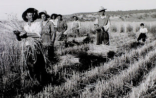 La gloria de los lirios