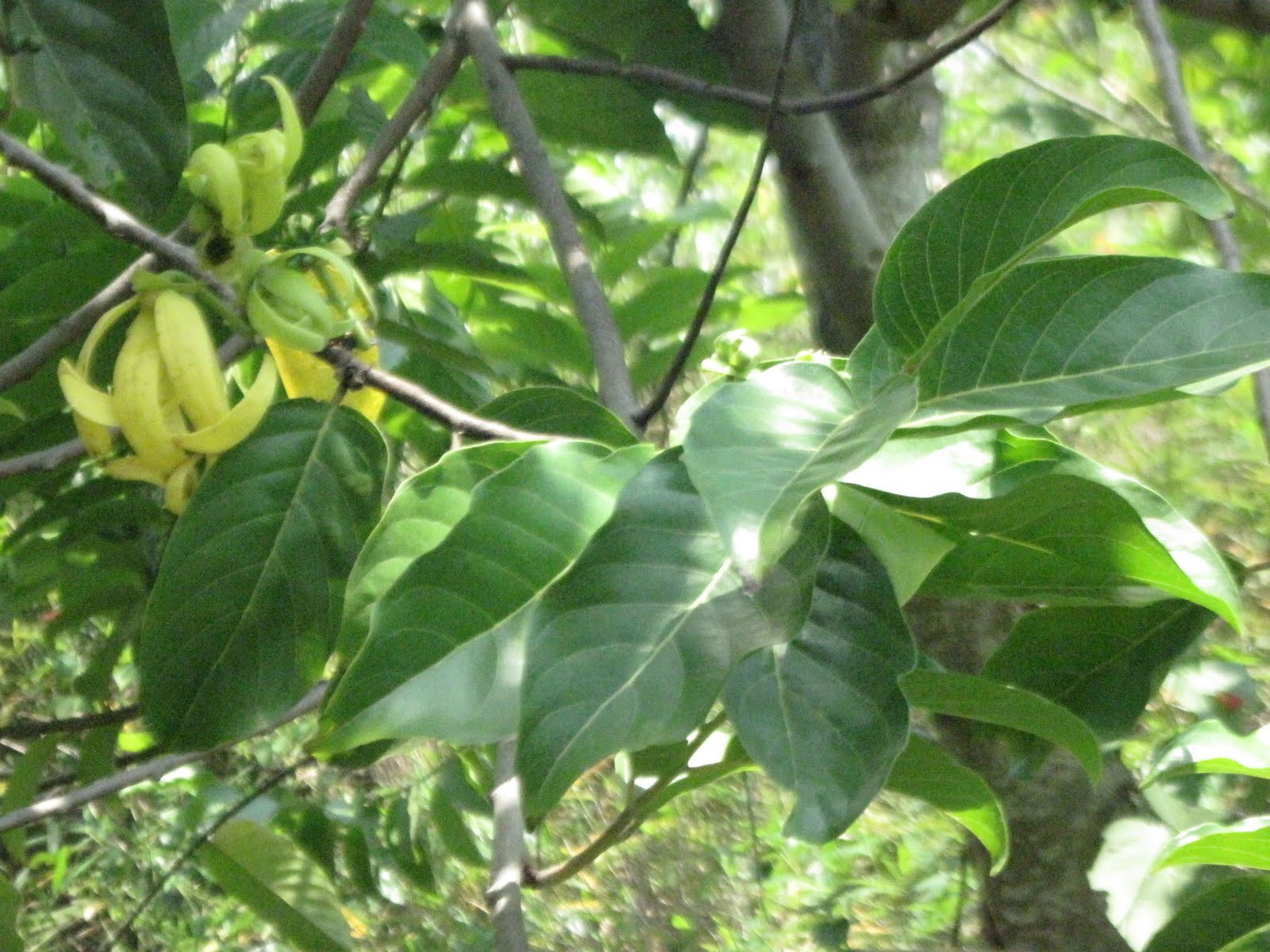 நீலகிரி உயிர்க்ேகாளம் Perfume Tree