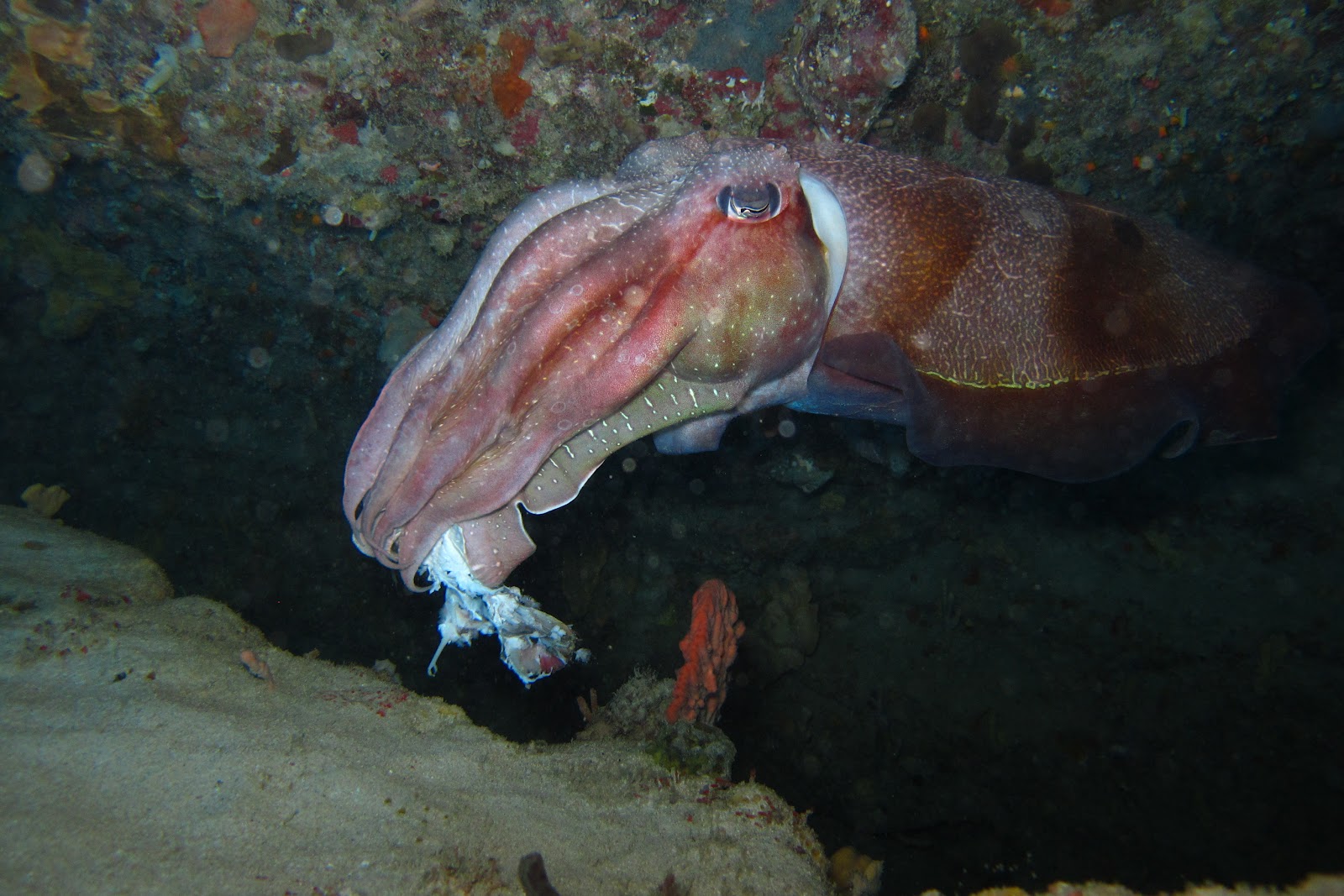 BillsDiving: Giant Australian Cuttlefish