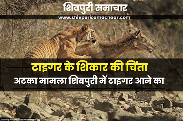 शिवपुरी आ रहे टाइगर के रास्ते में वाइल्डलाइफ वालों ने कांटे बिछाए- Shivpuri News