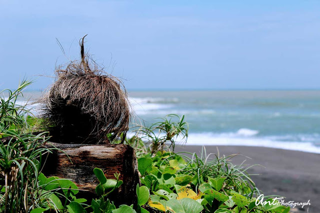 Pantai di Kulon Progo Pantai di Kulon Progo