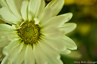 close up photo of a yellow daisy photo by mbgphoto