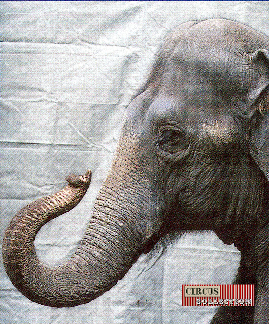 Portrait de l'éléphant Ceylon