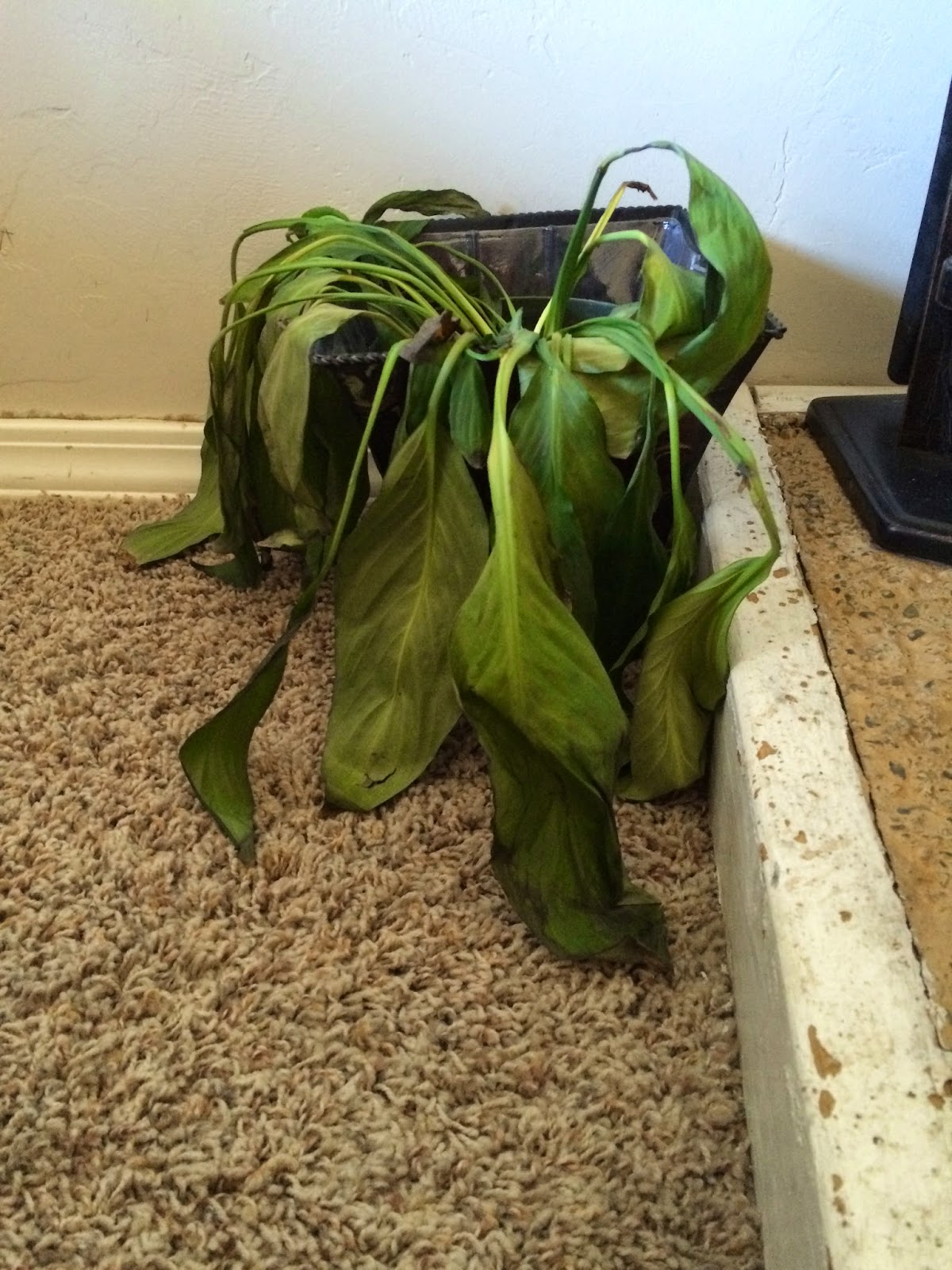 Baby Steps Dead Plant