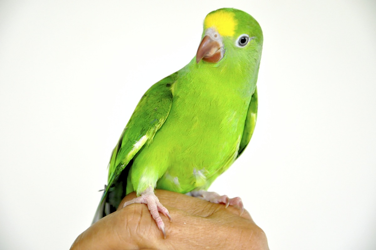 periquito.jpg