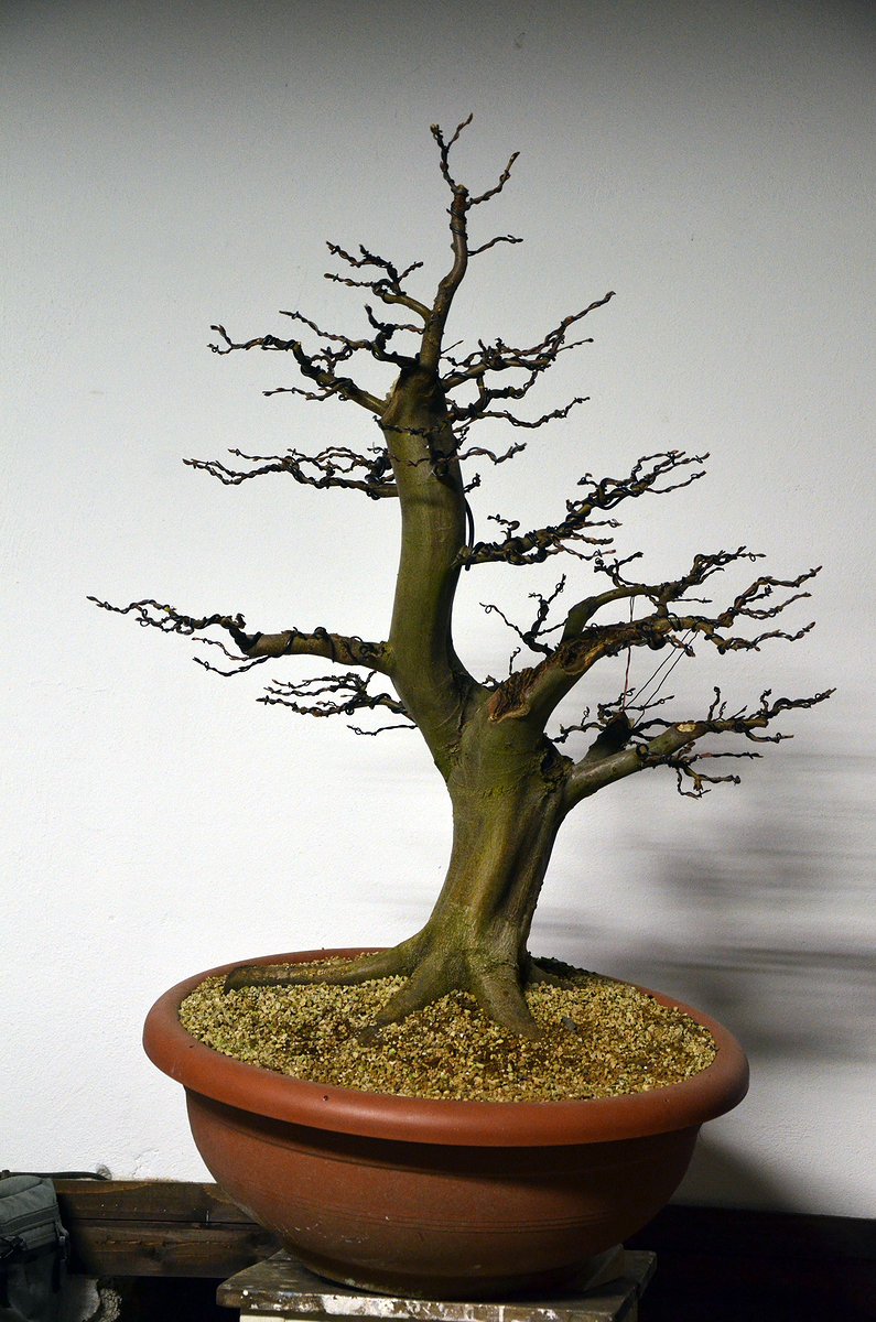 Bonsai - Living Art: Bukev in Gaber trio
