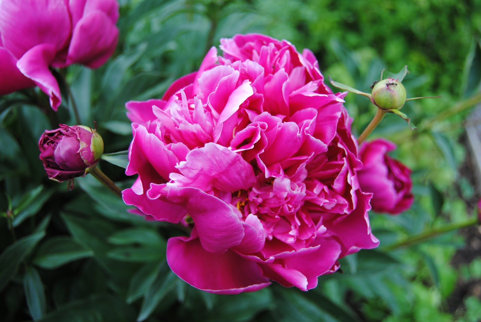 Den där Helvetica: Pioner och blodlönn