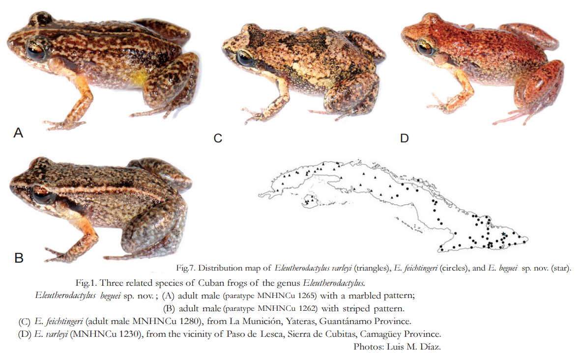 Species New to Science [Herpetology • 2015] Eleutherodactylus beguei