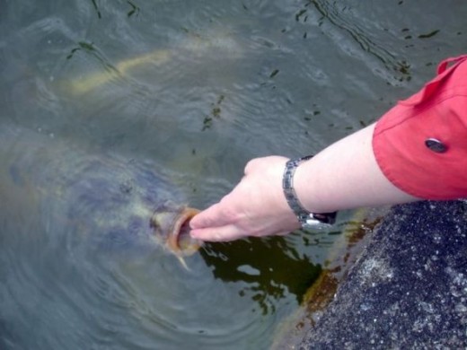 Hand feeding fish
