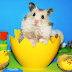   Hamsters – they’re adorable and surprisingly good company too. Here we take a look at some unexpectedly funny things you can do with hamst...