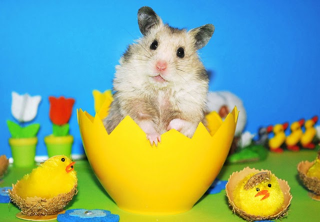 Dwarf Hamster - Facts and Beyond