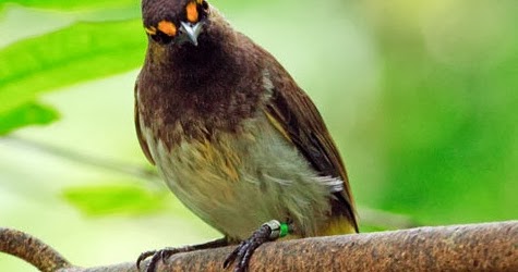 Image Result For Cara Merawat Love Bird Agar Cepat Gacor Image Result For Cara Merawat Love Bird Agar Cepat Gacor