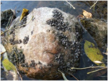 zebra mussels in lake michigan