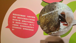 耐寒性開花つる性植物 - Buganvilia (ブーゲンビリア属)